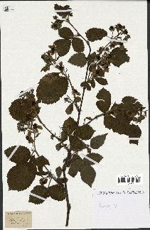 spécimen de Rubus sp.
