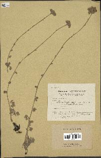 spécimen de Tanacetum argenteum
