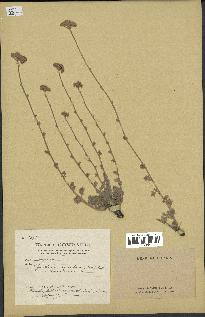 spécimen de Tanacetum argenteum