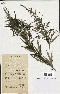 spécimen de Artemisia verlotiorum