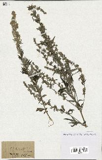 spécimen de Artemisia vulgaris