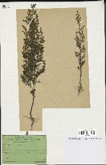 spécimen de Artemisia annua