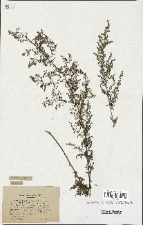 spécimen de Artemisia annua