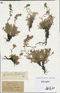 spécimen de Artemisia eriantha