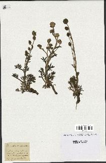 spécimen de Artemisia norvegica