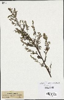 spécimen de Artemisia annua