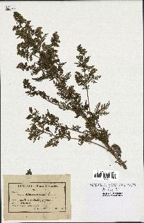 spécimen de Artemisia annua