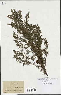 spécimen de Artemisia annua