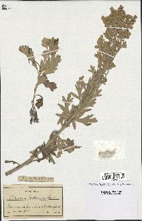 spécimen de Artemisia stelleriana