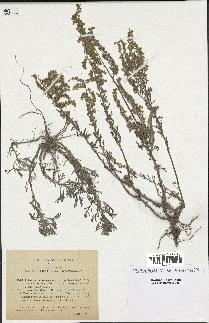 spécimen de Artemisia caerulescens