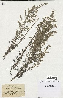 spécimen de Artemisia caerulescens