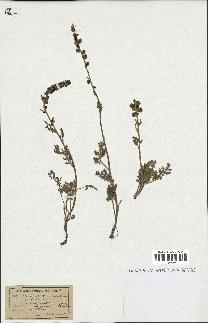 spécimen de Artemisia tanacetifolia