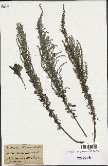 spécimen de Artemisia caerulescens