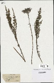 spécimen de Artemisia caerulescens