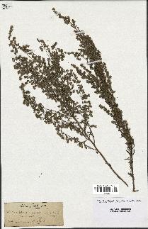 spécimen de Artemisia caerulescens