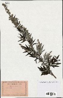 spécimen de Artemisia vulgaris