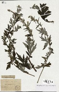 spécimen de Artemisia vulgaris