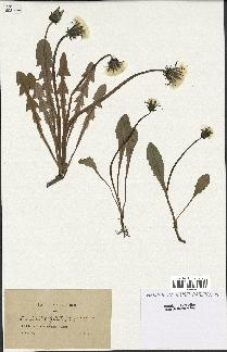 spécimen de Taraxacum adamii