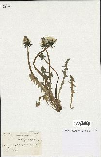 spécimen de Taraxacum yvelinense