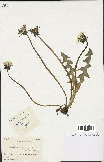 spécimen de Taraxacum pallescens