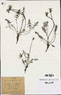 spécimen de Taraxacum alpinum