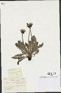 spécimen de Taraxacum pseudoleptodon