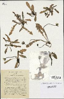 spécimen de Taraxacum alpinum