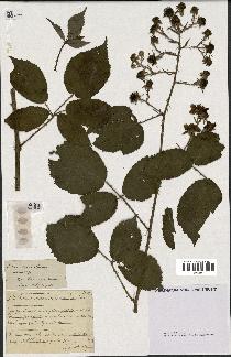 spécimen de Rubus macrostemon