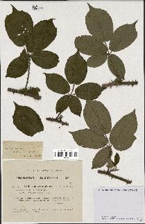 spécimen de Rubus mucronulatus