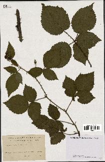 spécimen de Rubus cimbricus