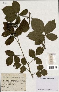 spécimen de Rubus hypomalacus