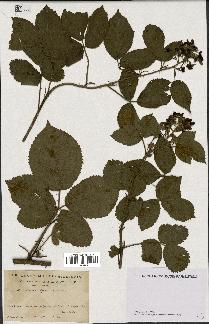 spécimen de Rubus hypomalacus