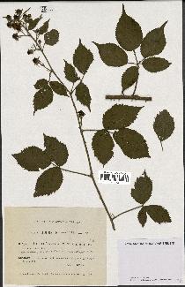 spécimen de Rubus fuscus