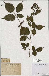 spécimen de Rubus fuscus