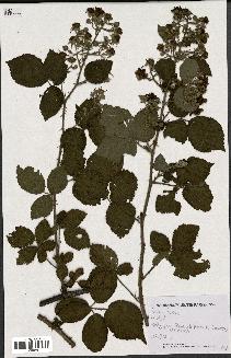 spécimen de Rubus fuscus