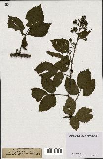 spécimen de Rubus fuscus