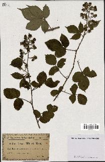 spécimen de Rubus fuscus