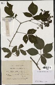 spécimen de Rubus rudis