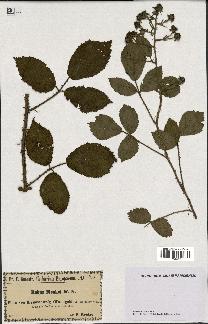 spécimen de Rubus menkei