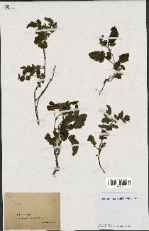 spécimen de Rubus sp.
