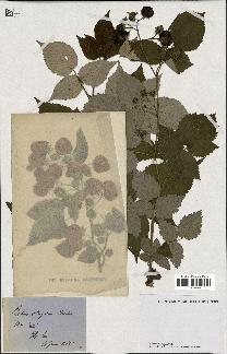 spécimen de Rubus strigosus