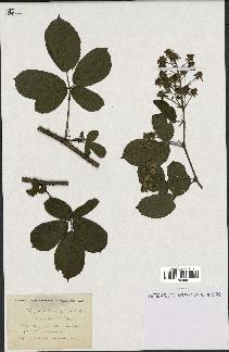 spécimen de Rubus cenomanensis