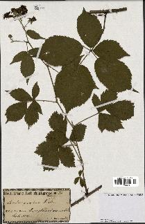 spécimen de Rubus gratus