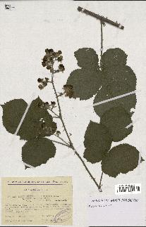 spécimen de Rubus ulmifolius x caesius