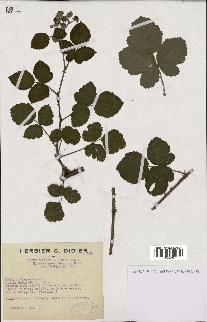 spécimen de Rubus ulmifolius x caesius