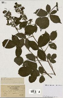 spécimen de Rubus silvaticus