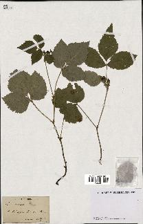 spécimen de Rubus saxatilis