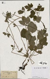 spécimen de Rubus saxatilis