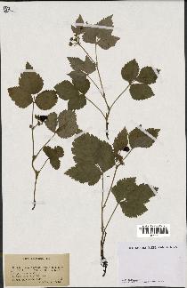 spécimen de Rubus saxatilis