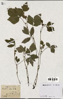 spécimen de Rubus saxatilis